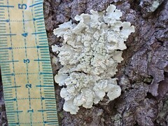 Flavoparmelia caperata