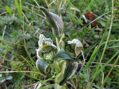 Chloraea magellanica