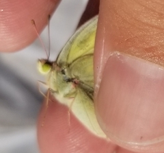 Colias philodice