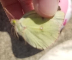 Colias philodice