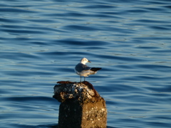 Leucophaeus atricilla