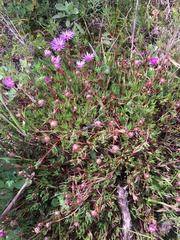 Lampranthus filicaulis