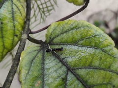 Odontomantis planiceps