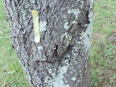 Flavoparmelia caperata