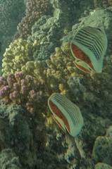 Chaetodon paucifasciatus