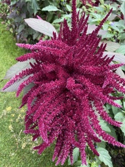 Amaranthus
