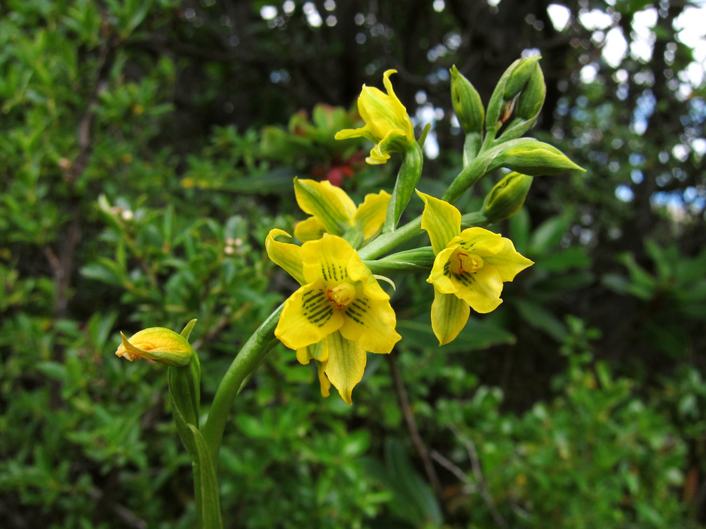 Gavilea gladysiae