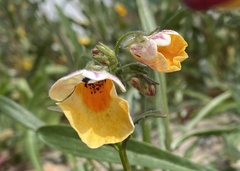Nemesia strumosa