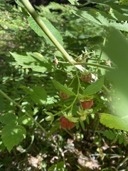 Rubus idaeus