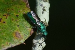Chrysidini