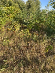 Gaillardia pulchella