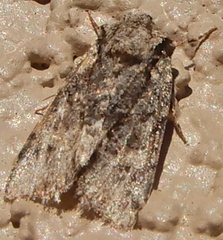 Lacinipolia