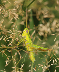 Euthystira brachyptera