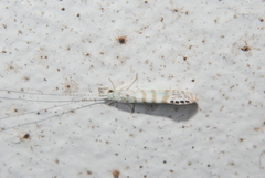 Nectopsyche exquisita