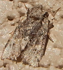 Lacinipolia