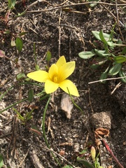 Romulea flava