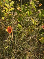 Gaillardia pulchella