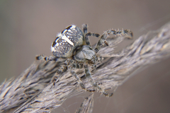 Araneus diadematus