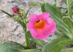 Nemesia strumosa