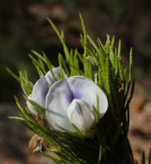 Psoralea