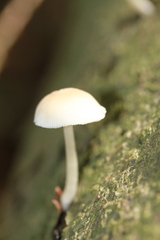Pluteus plautus