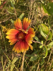 Gaillardia pulchella