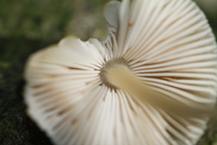 Pluteus plautus