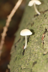 Pluteus plautus