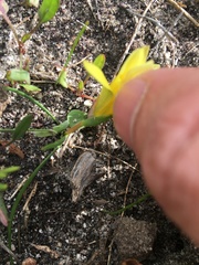 Romulea flava