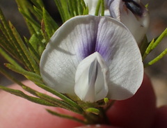 Psoralea