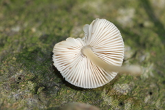 Pluteus plautus