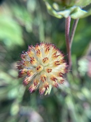 Gaillardia pulchella