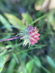 Gaillardia pulchella