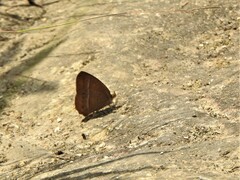 Euptychiina