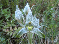 Chloraea magellanica