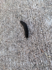 Belocaulus angustipes