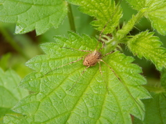 Oligolophus tridens
