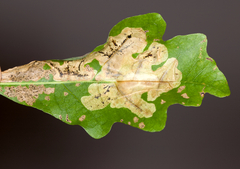 Cameraria obstrictella