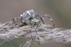 Araneus diadematus