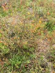 Hermannia multiflora