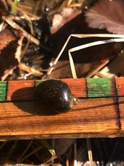 Lymnaea stagnalis