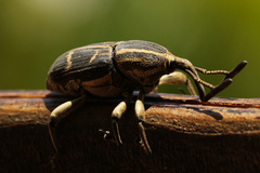 Cercidocerus