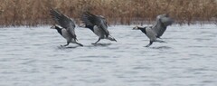 Branta leucopsis