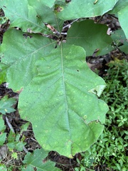 Quercus velutina