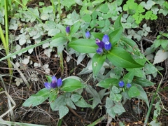 Gentiana clausa