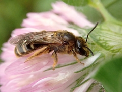 Lasioglossum
