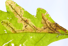 Cameraria obstrictella