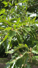 Quercus cerris