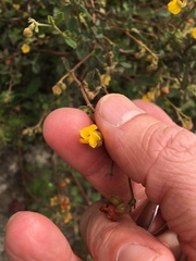 Hermannia multiflora