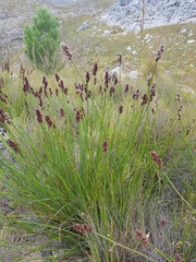 Elegia tectorum